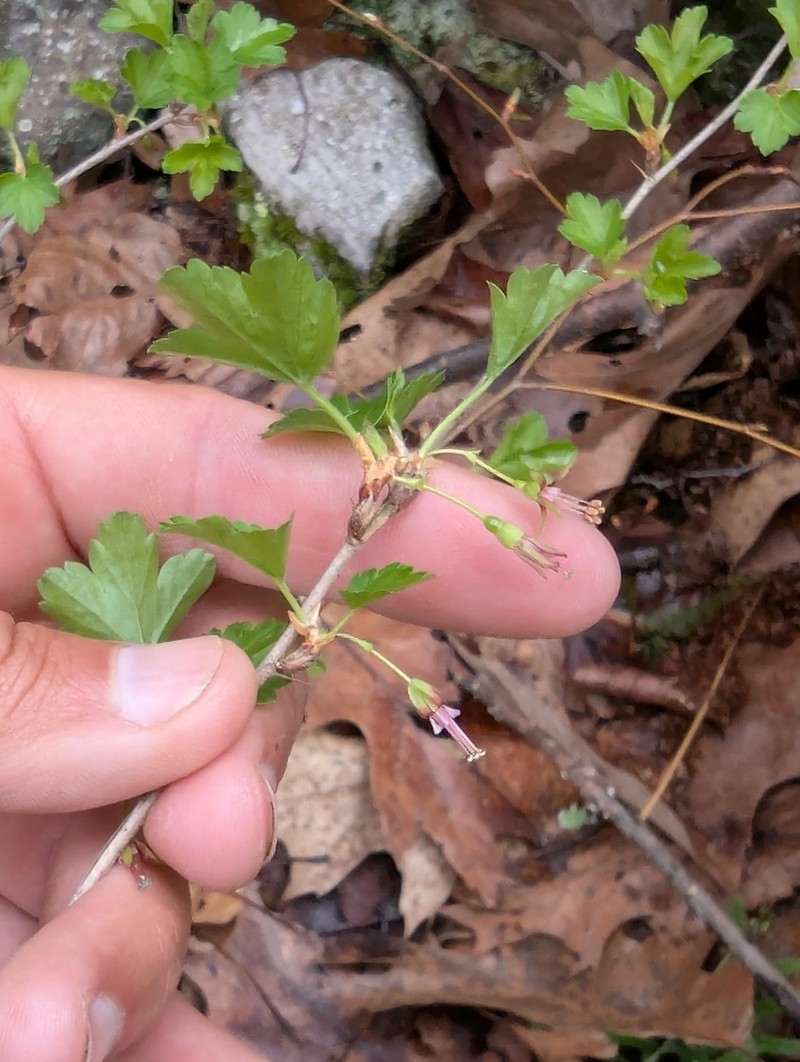 Appalachian Gooseberry photo 7
