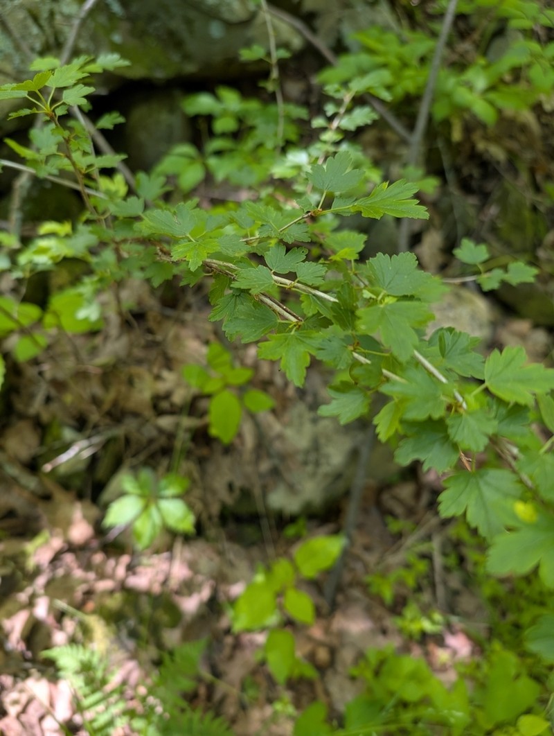 Appalachian Gooseberry photo 8