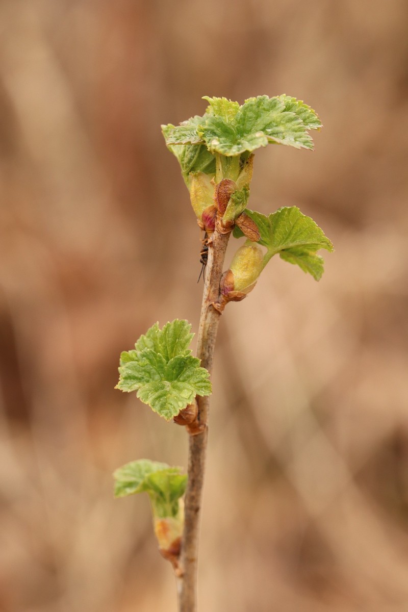 Cultivated Currant photo 4