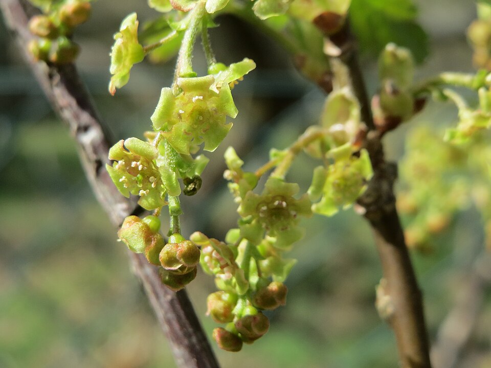 Cultivated Currant photo 5
