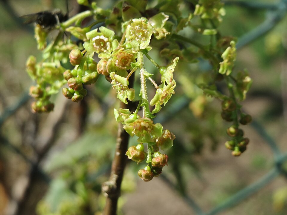 Cultivated Currant photo 6