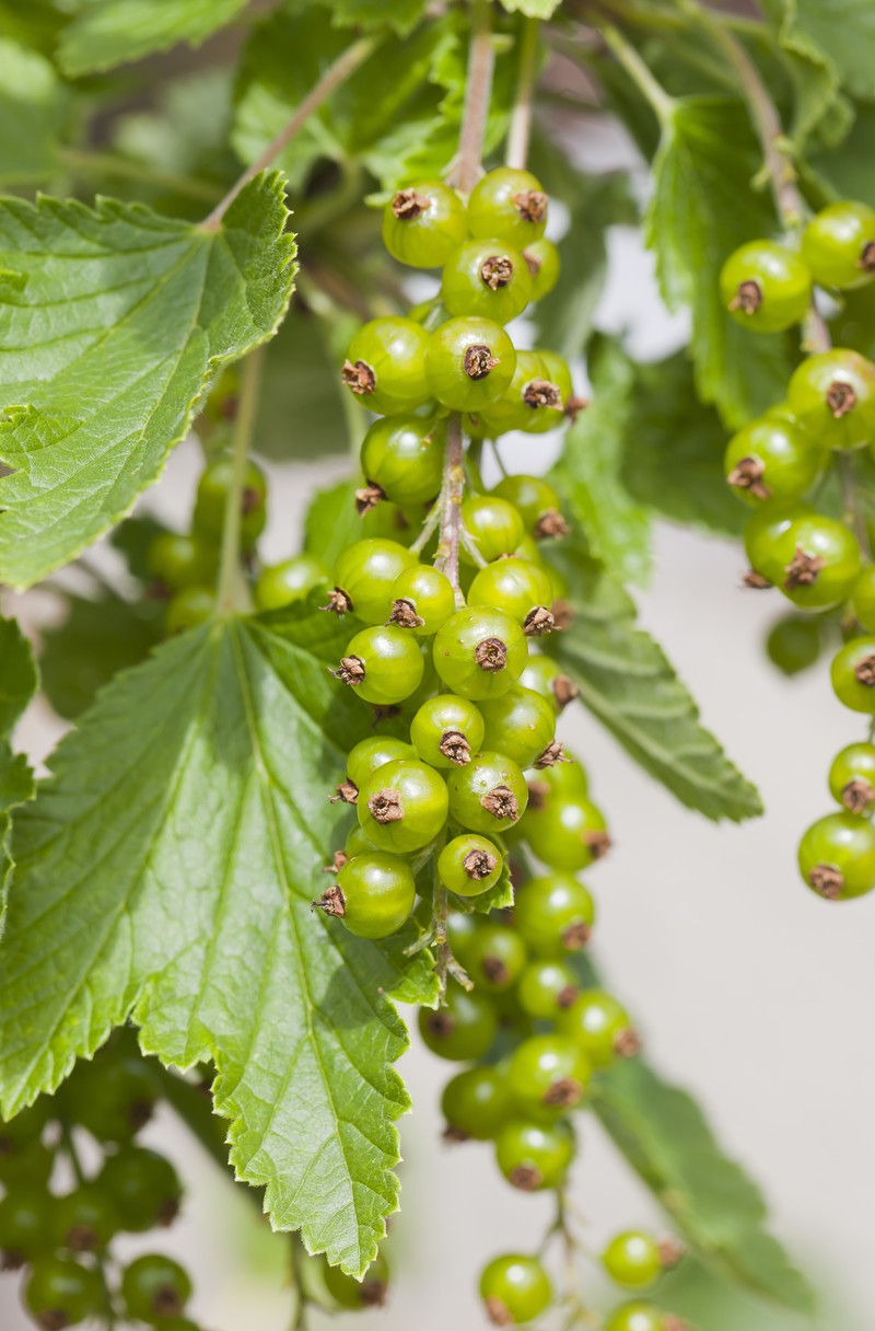 Cultivated Currant photo 2