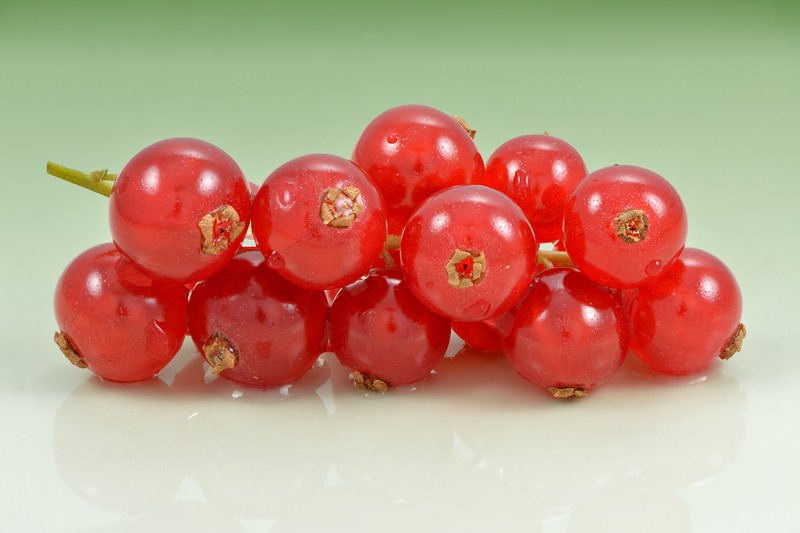 Cultivated Currant photo 3