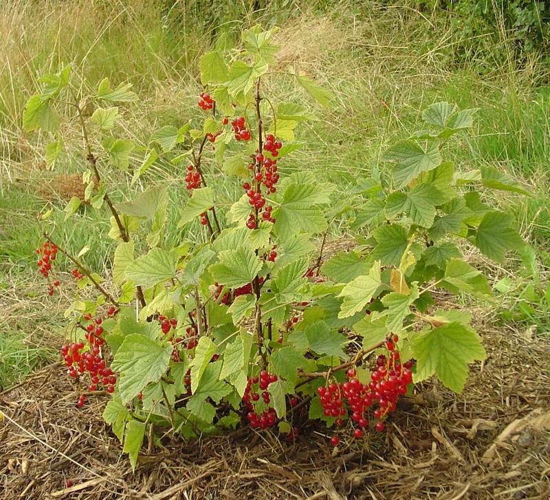 Cultivated Currant