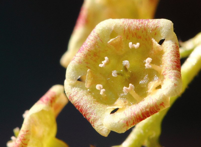 Cultivated Currant photo 7