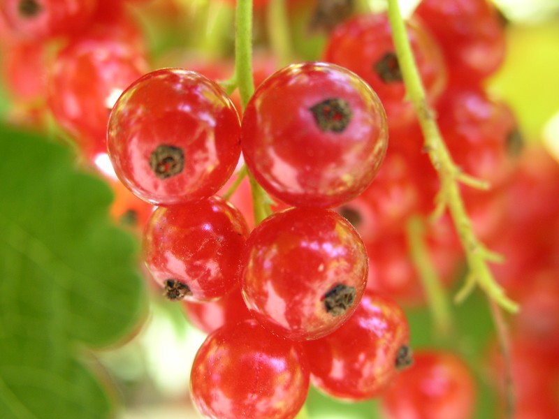Cultivated Currant photo 8
