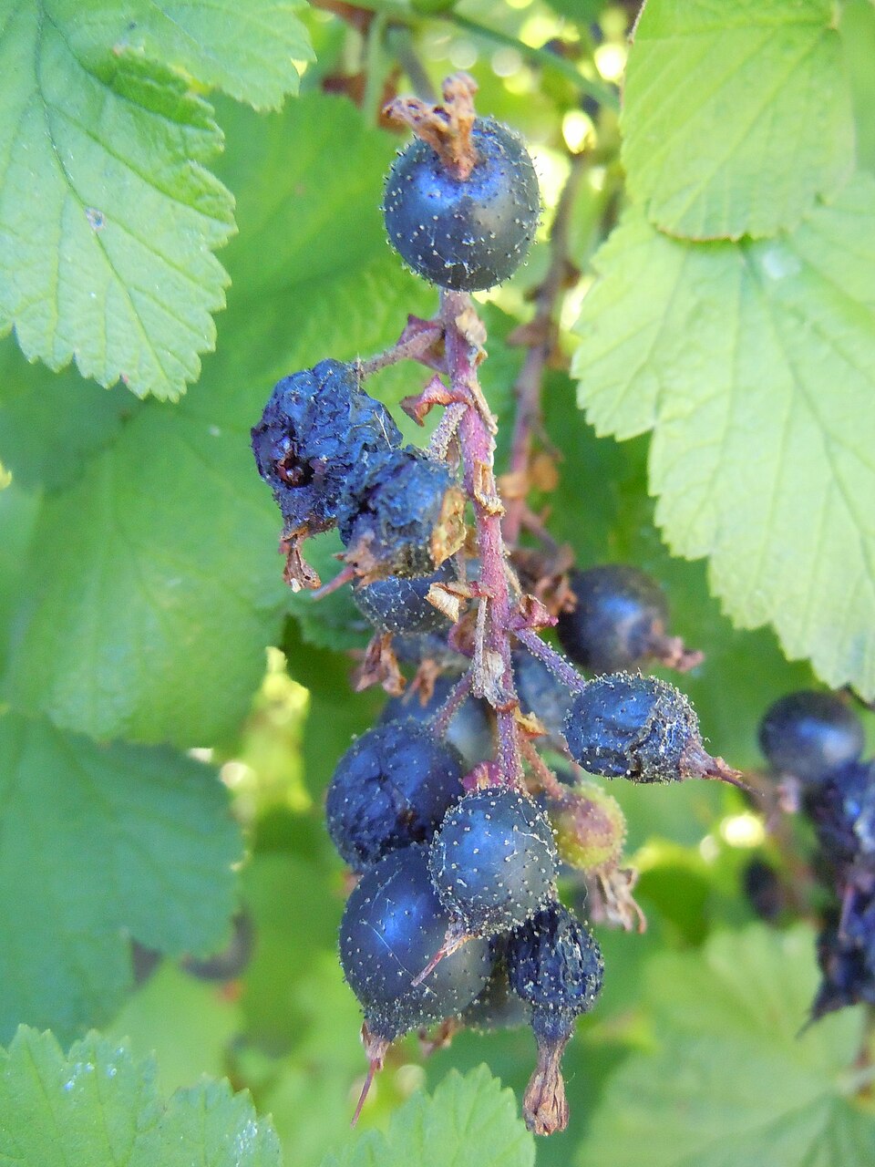 Redflower Currant photo 4