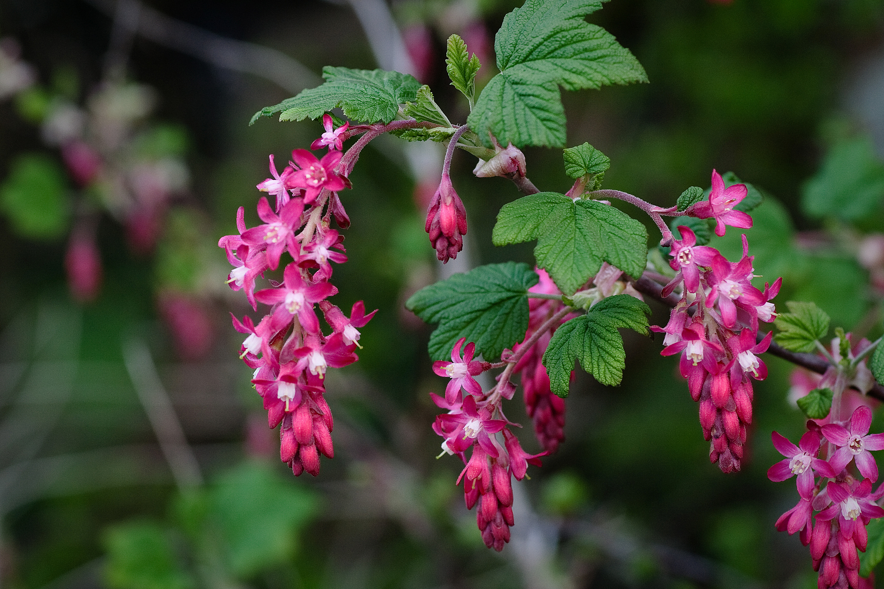 Redflower Currant