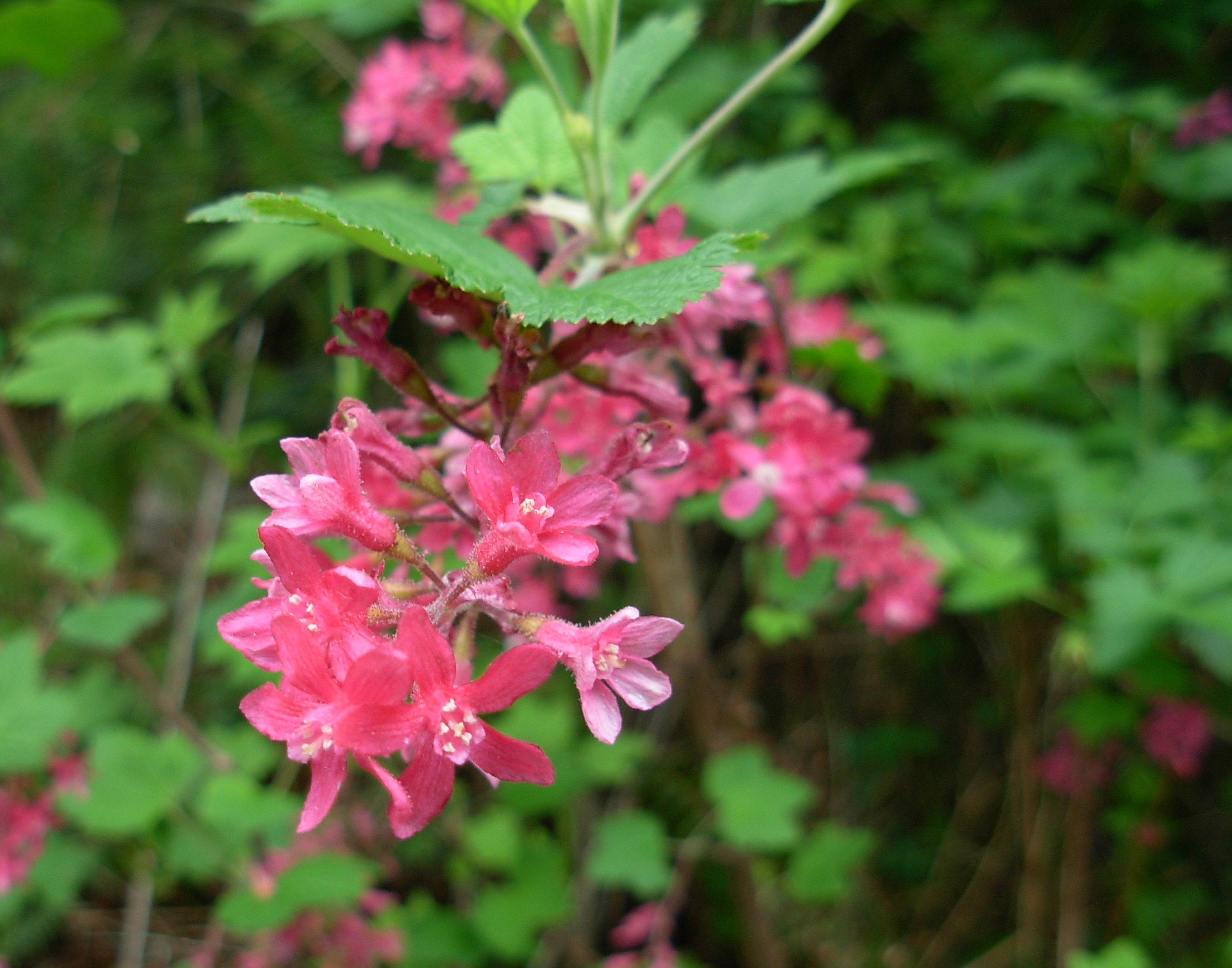 Redflower Currant photo 7