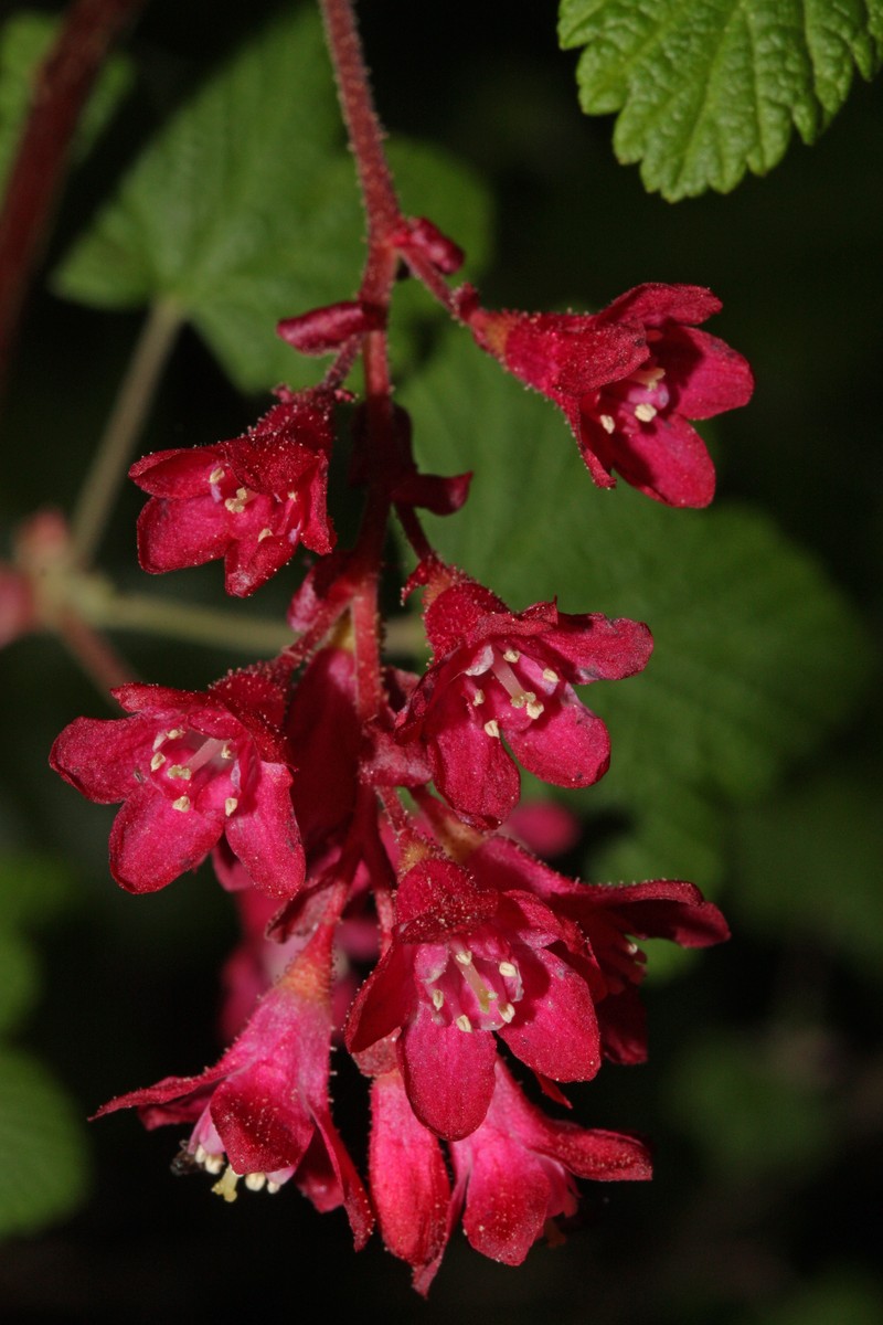 Redflower Currant photo 2
