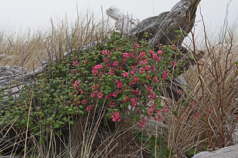 Redflower Currant photo 3