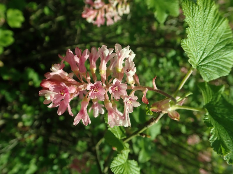 Redflower Currant photo 8