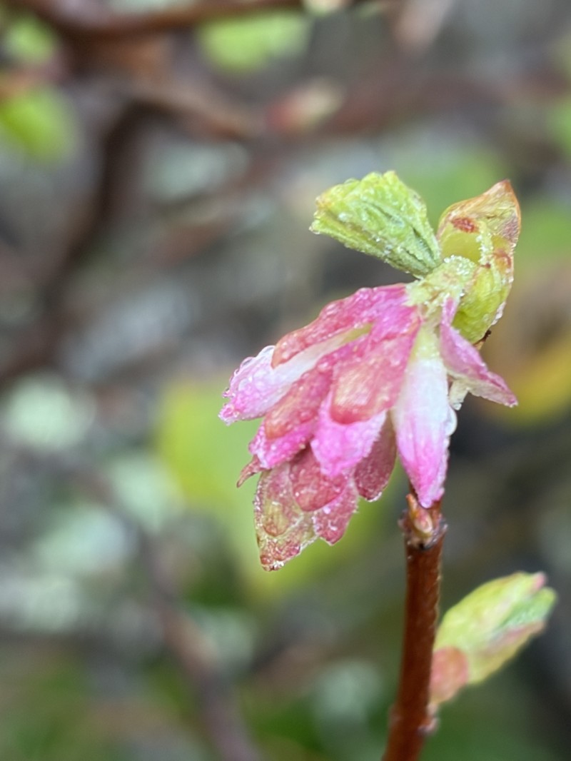 Ribes sanguineum var. glutinosum