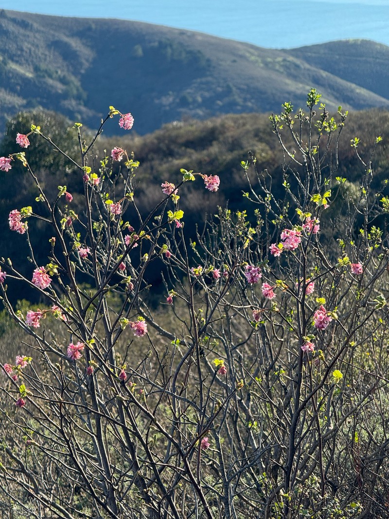 Ribes sanguineum var. glutinosum photo 2