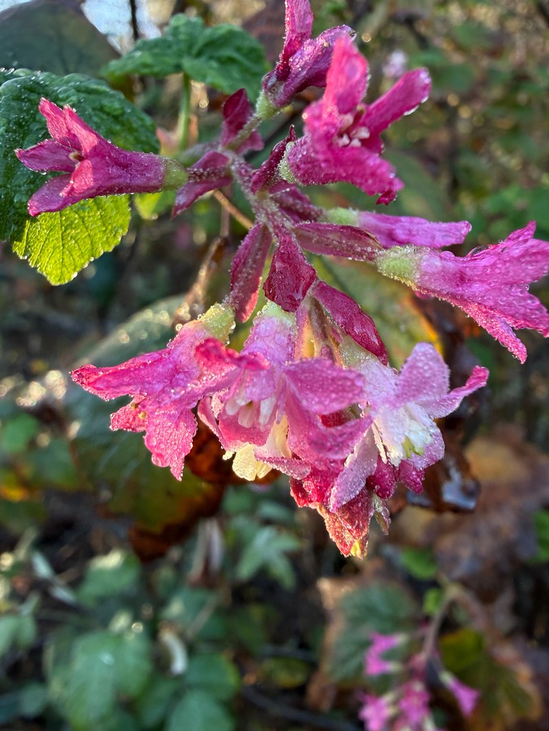 Ribes sanguineum var. glutinosum photo 3