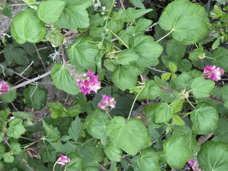 Ribes sanguineum var. glutinosum photo 4