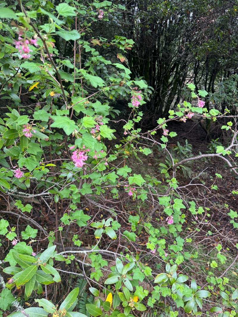 Ribes sanguineum var. glutinosum photo 5
