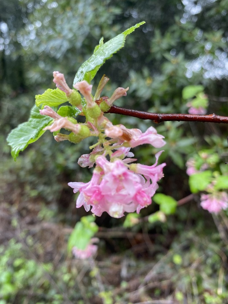 Ribes sanguineum var. glutinosum photo 6