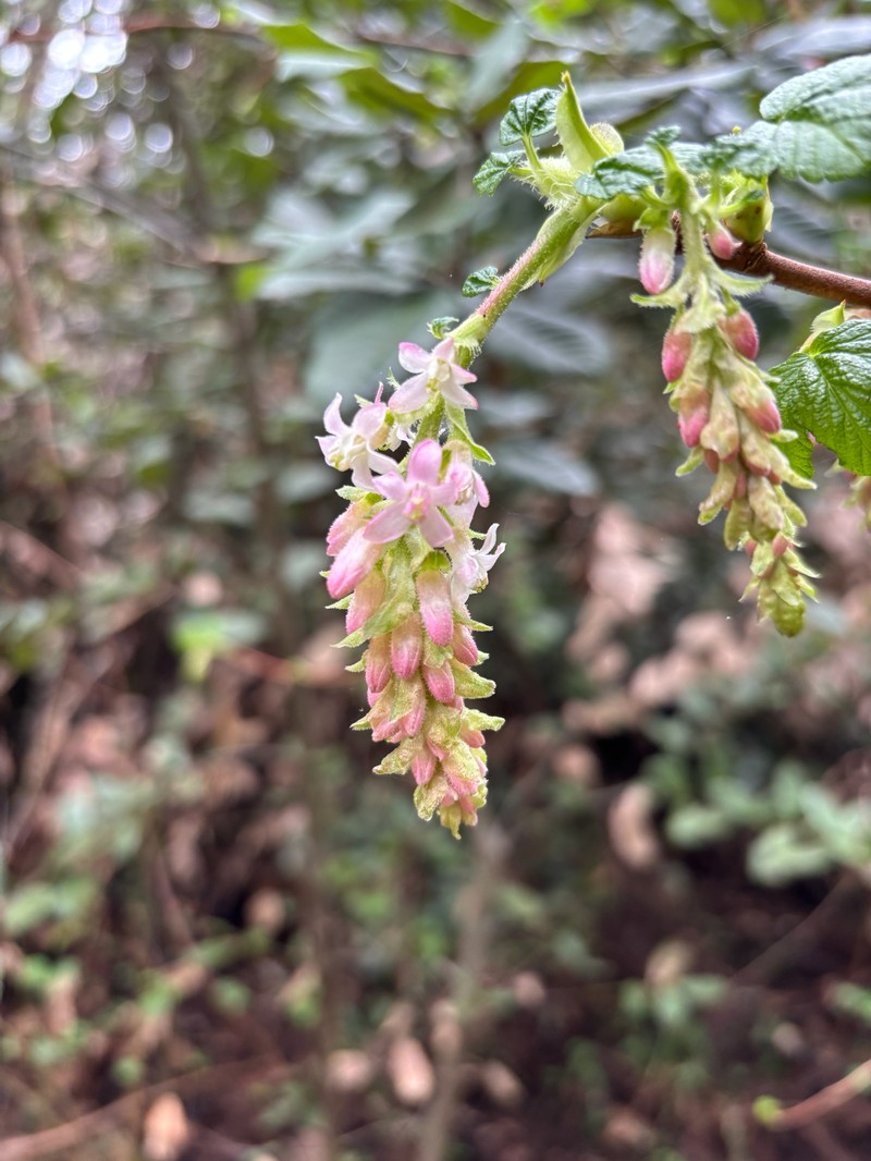 Ribes sanguineum var. glutinosum photo 7