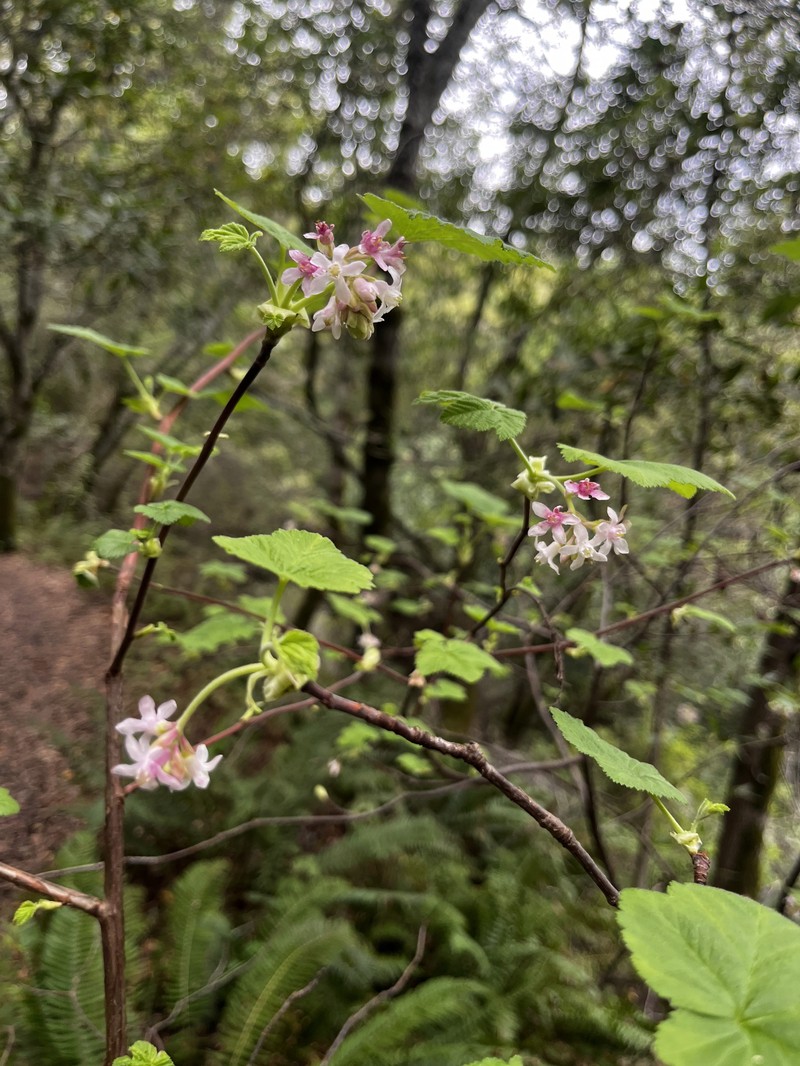 Ribes sanguineum var. glutinosum photo 8