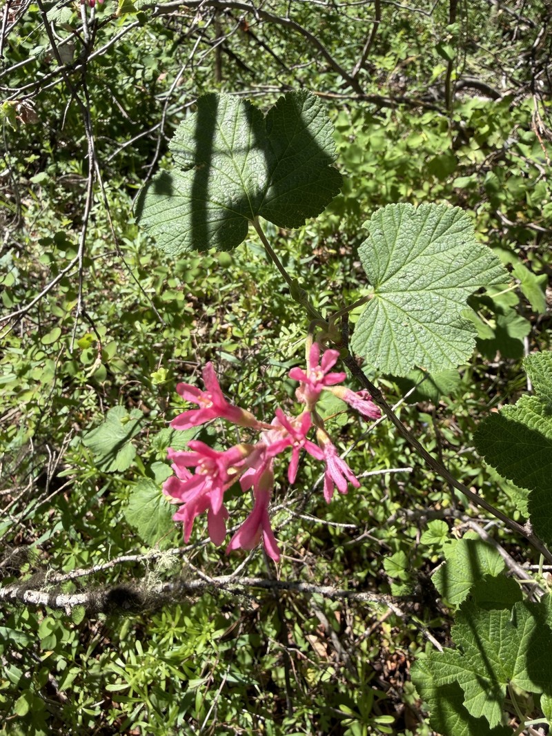 Ribes sanguineum var. sanguineum