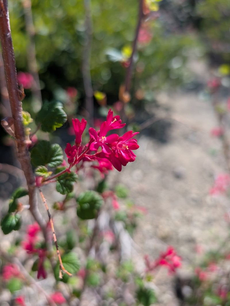 Ribes sanguineum var. sanguineum photo 2