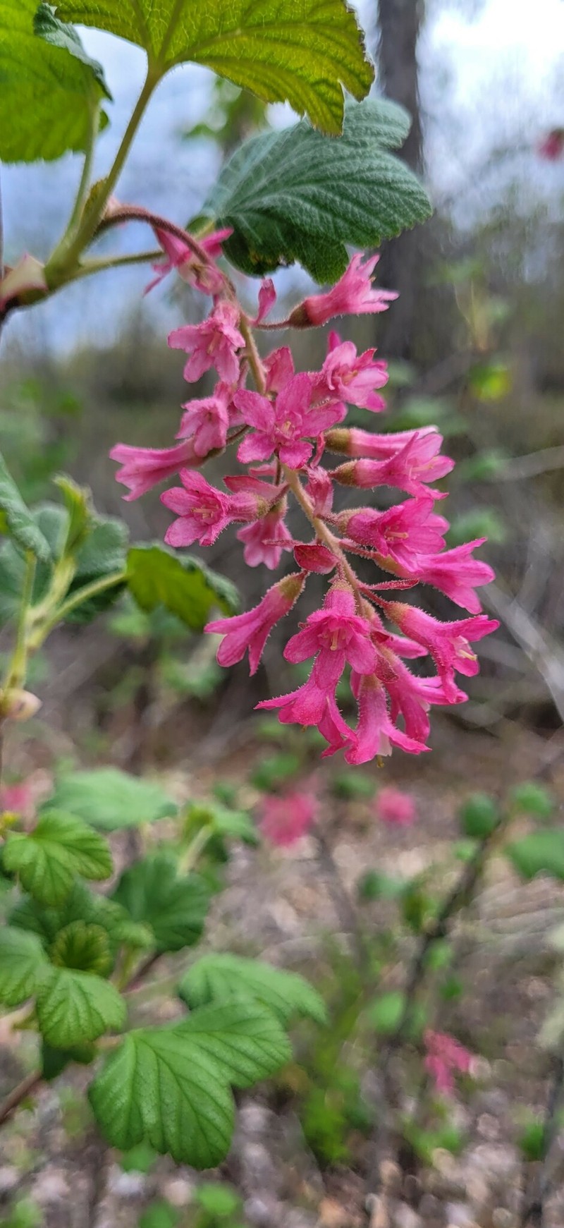 Ribes sanguineum var. sanguineum photo 5