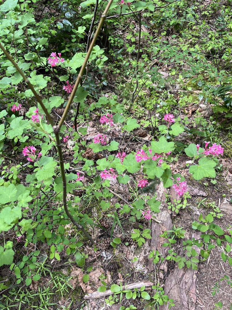 Ribes sanguineum var. sanguineum photo 6