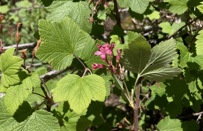 Ribes sanguineum var. sanguineum photo 8