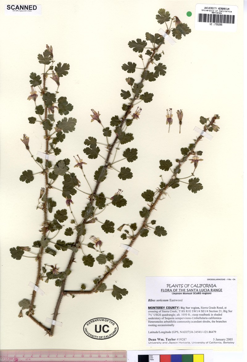 Lucia Gooseberry photo 2