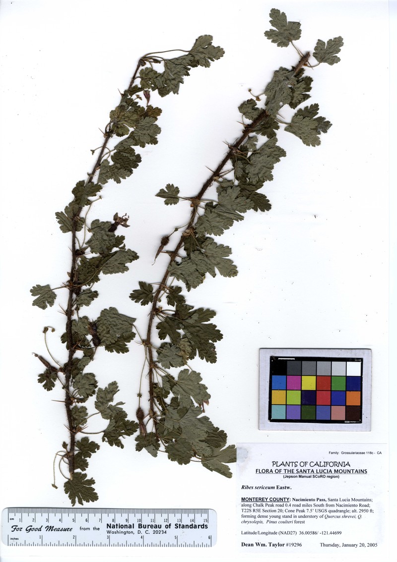 Lucia Gooseberry