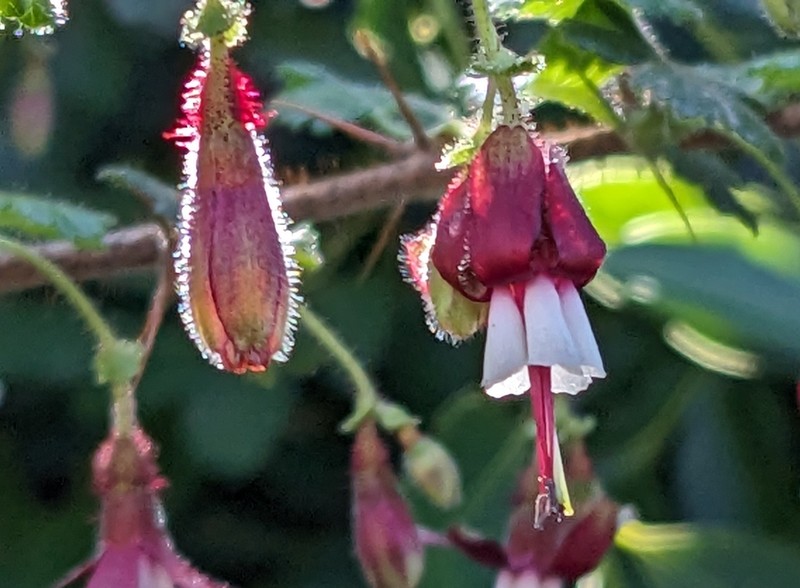 Lucia Gooseberry photo 3