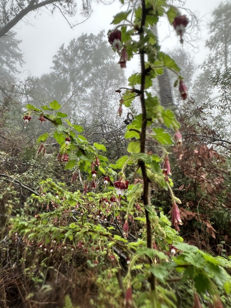 Lucia Gooseberry photo 5