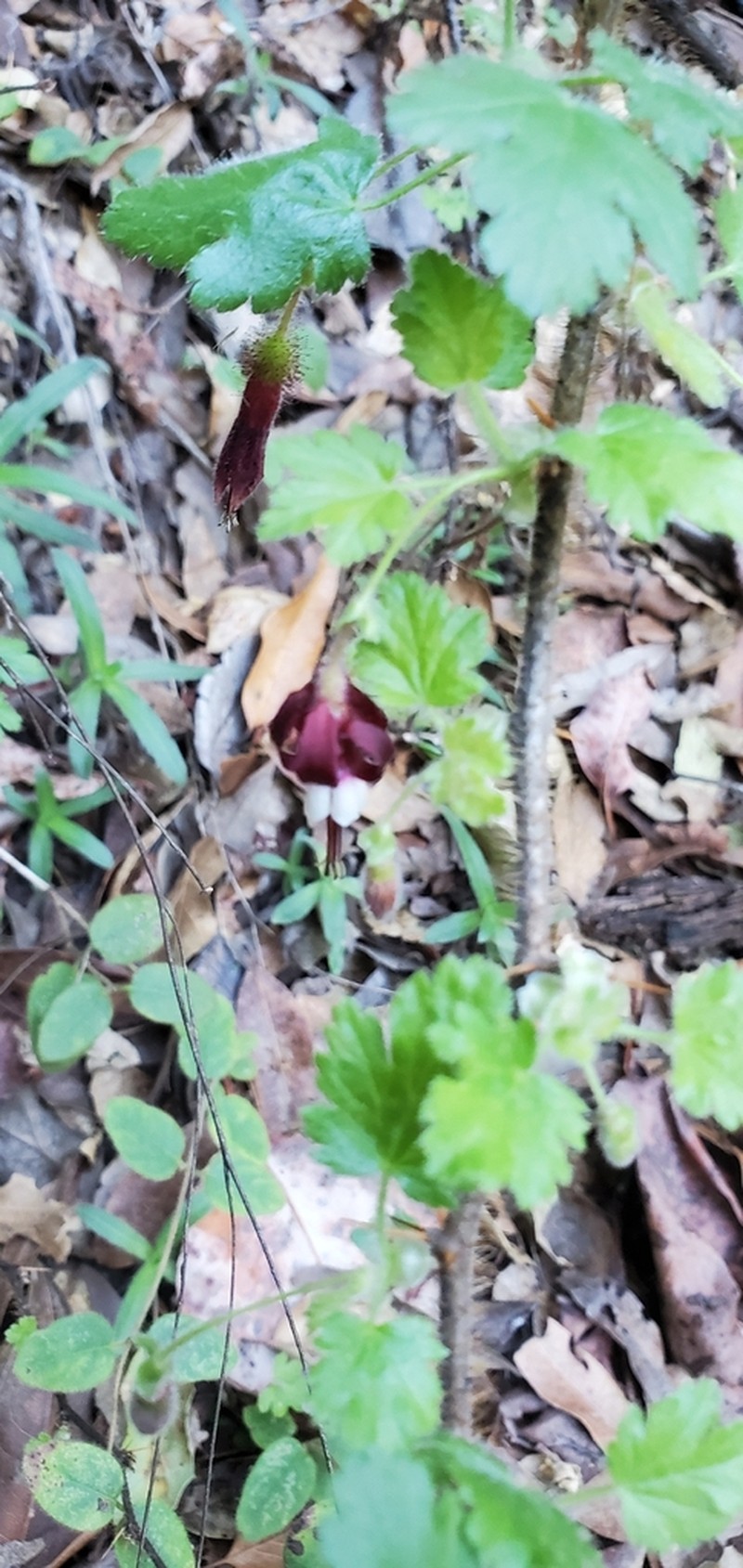 Lucia Gooseberry photo 6