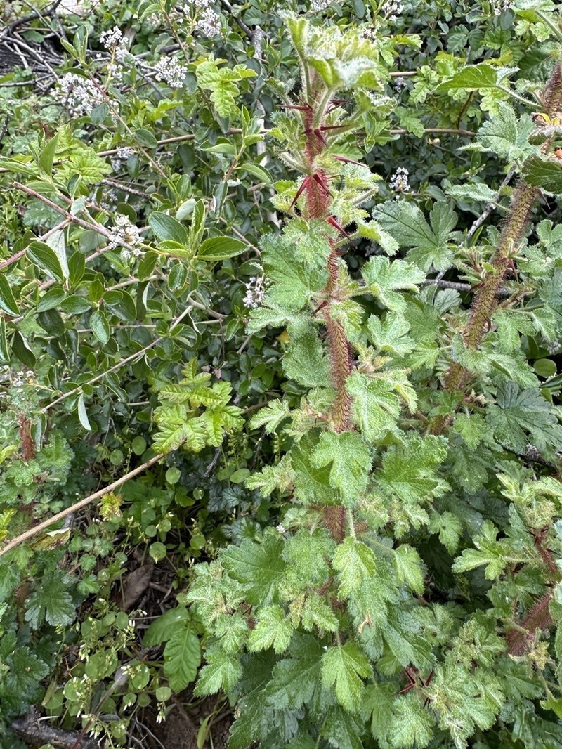 Lucia Gooseberry photo 7