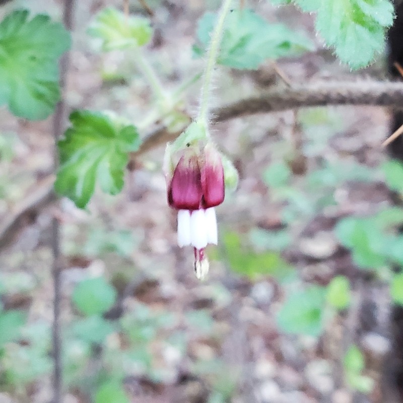 Lucia Gooseberry photo 8