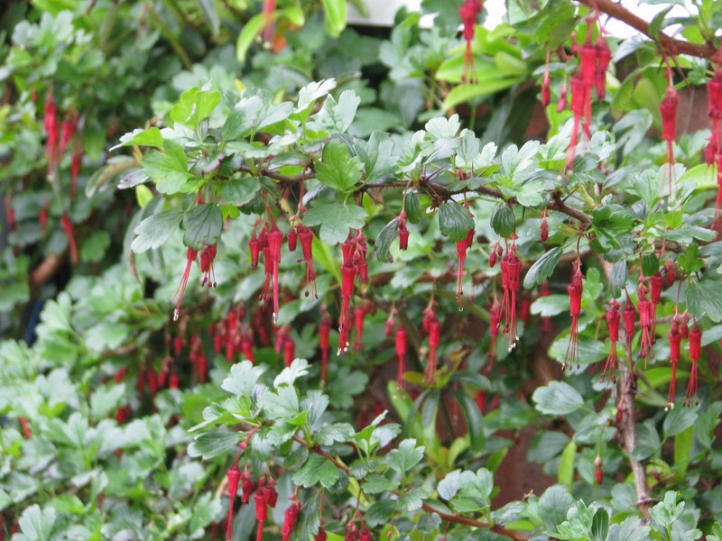 Fuchsiaflower Gooseberry photo 2