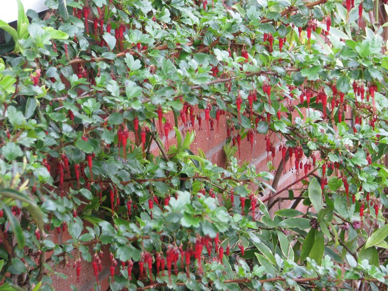 Fuchsiaflower Gooseberry photo 3