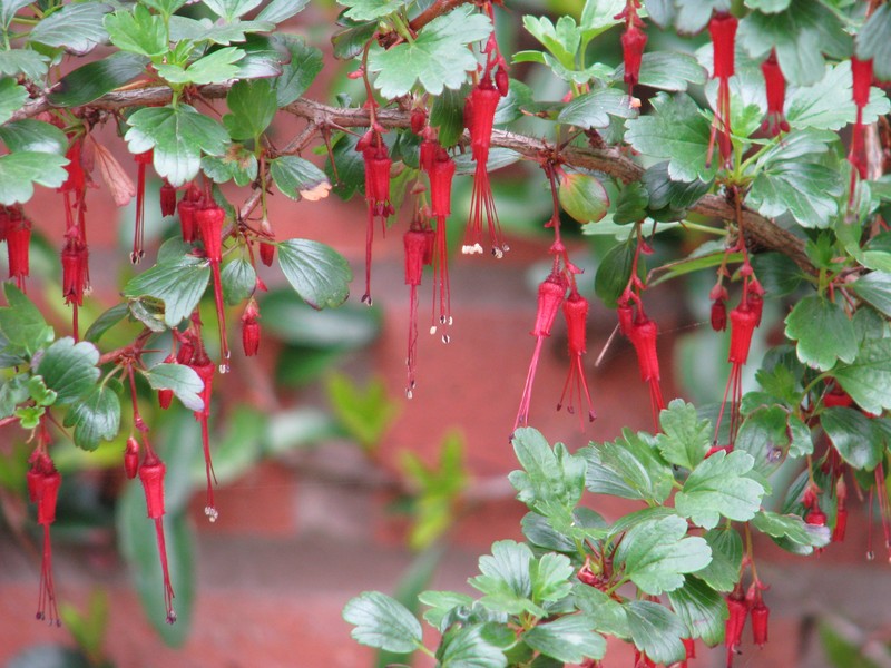 Fuchsiaflower Gooseberry photo 4