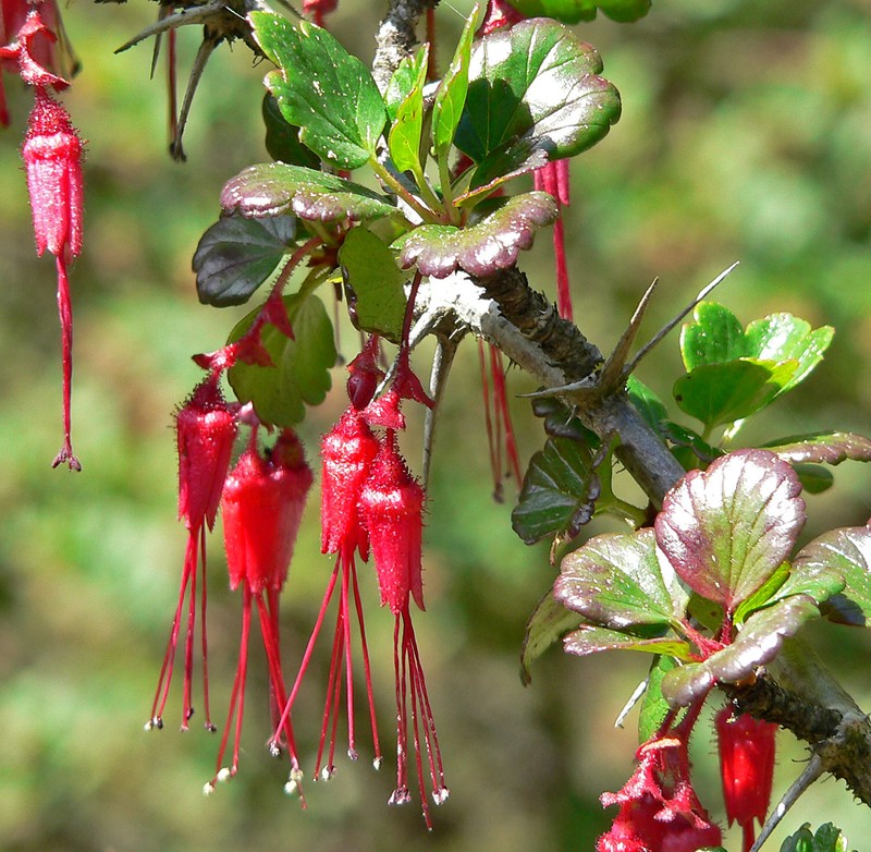 Fuchsiaflower Gooseberry