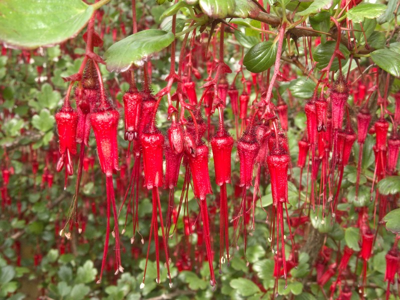 Fuchsiaflower Gooseberry photo 5