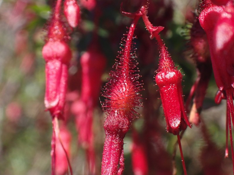 Fuchsiaflower Gooseberry photo 3