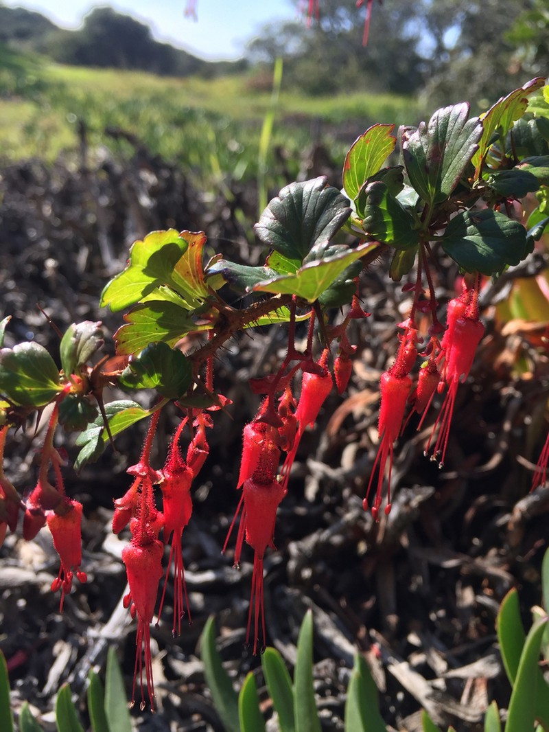 Fuchsiaflower Gooseberry photo 4