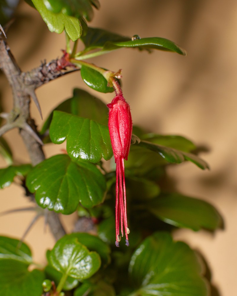 Fuchsiaflower Gooseberry photo 5