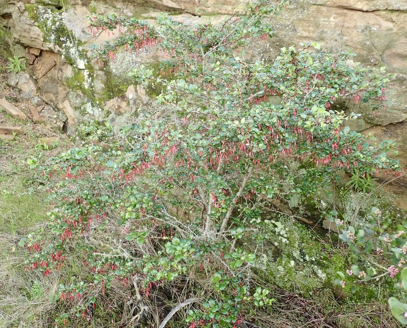 Fuchsiaflower Gooseberry photo 7