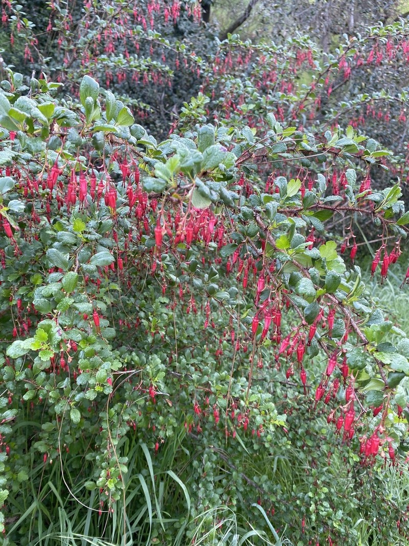 Fuchsiaflower Gooseberry photo 8