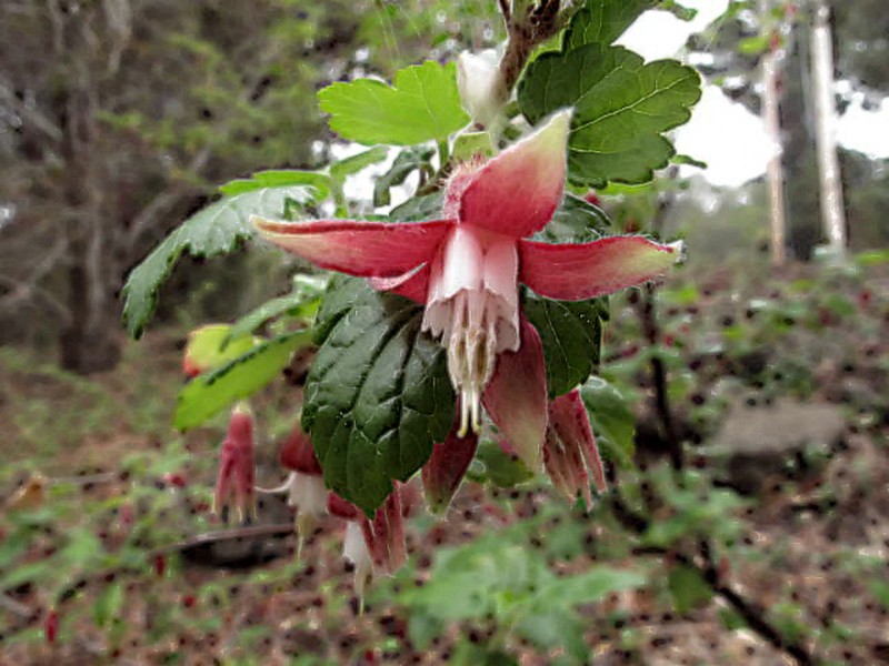 Santa Cruz Gooseberry photo 2
