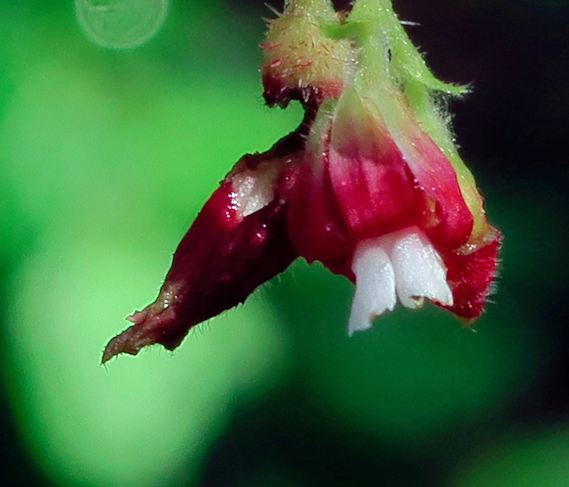 Santa Cruz Gooseberry photo 3