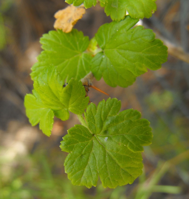 Santa Cruz Gooseberry photo 4