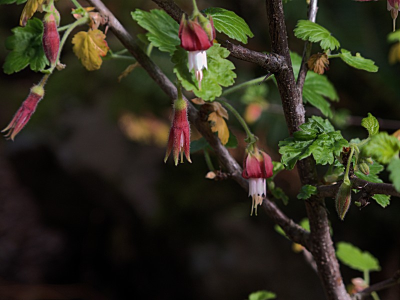Santa Cruz Gooseberry